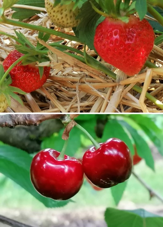 Erdbeeren und Kirschen_Vom Hof Nuster