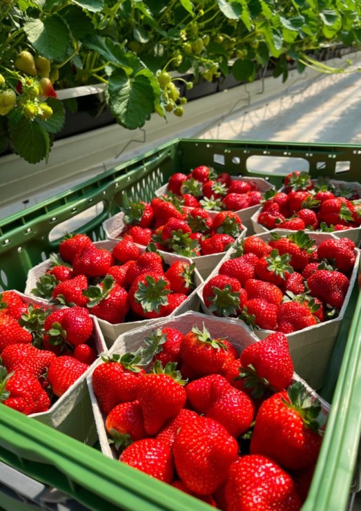 Erdbeere im Box_Beerenobst Lierzer