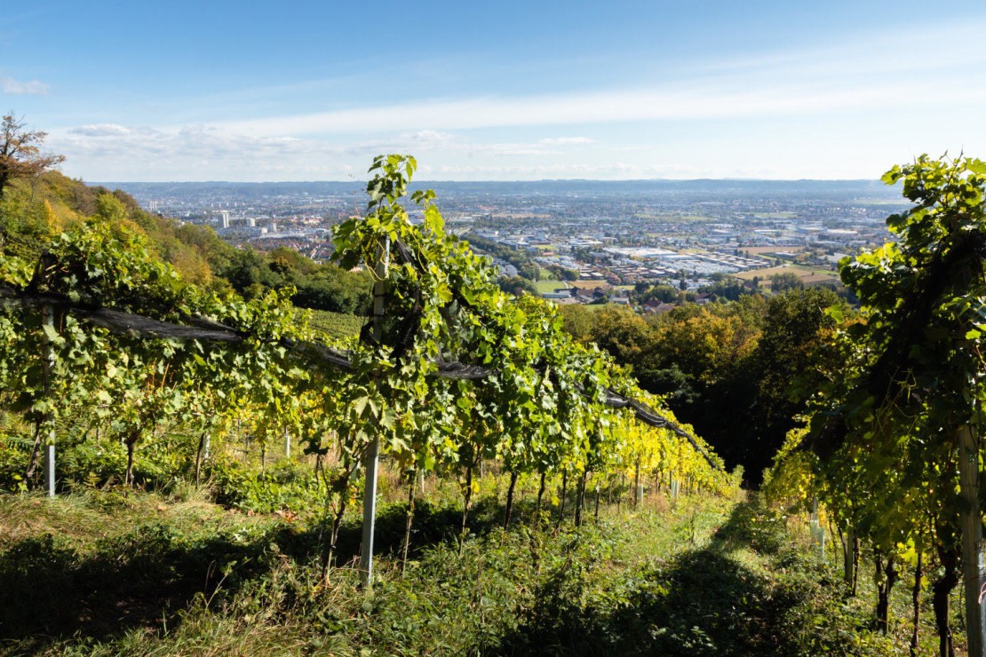 Weingärten über Graz_Falter Ego - Grazer Stadtwein