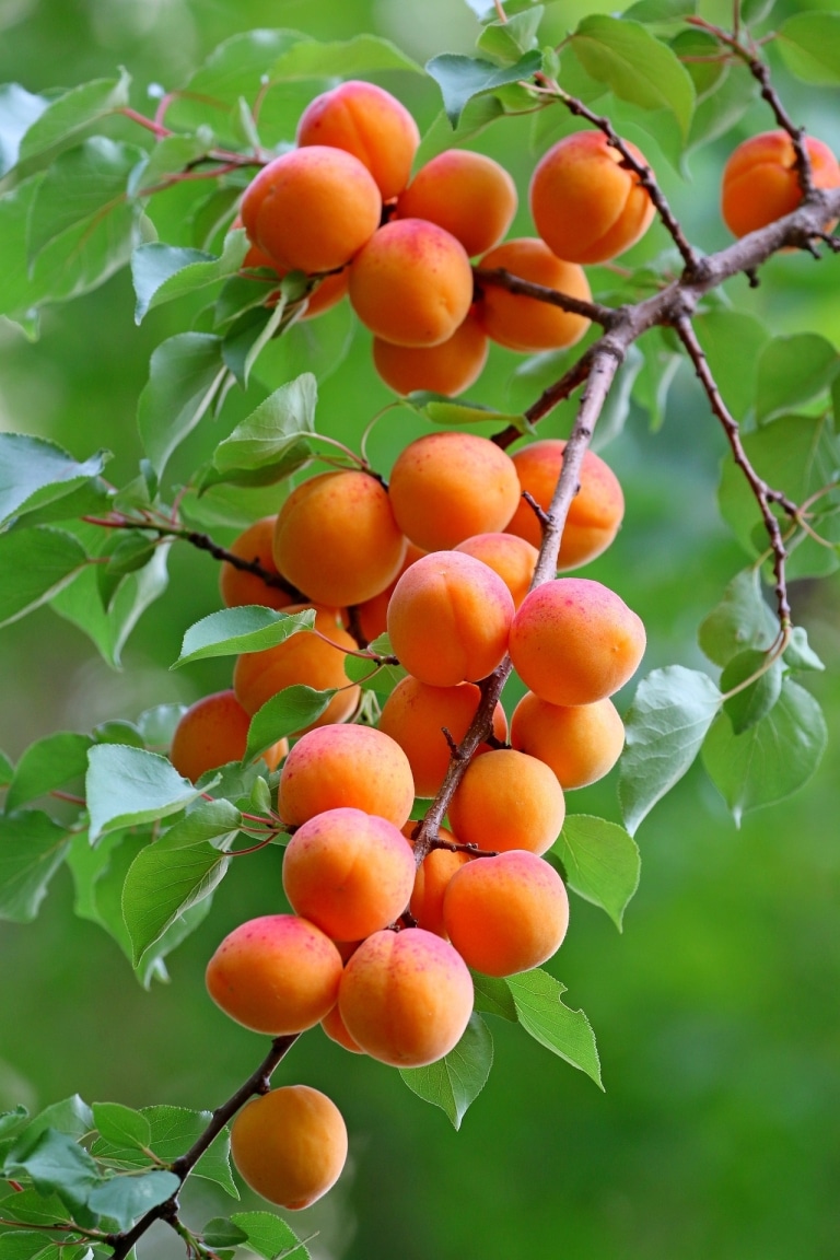 Aprikose oder Marillen