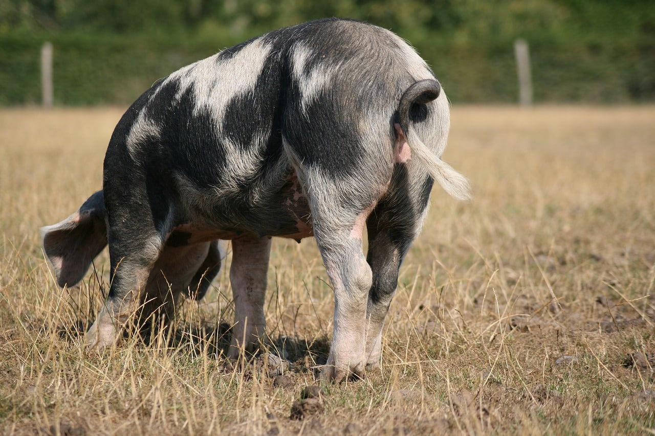 Schwein auf der Weide