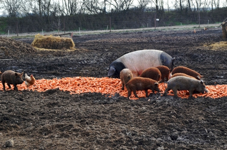 Schweine mit Karotten