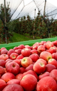 Äpfel und Apfelgarten