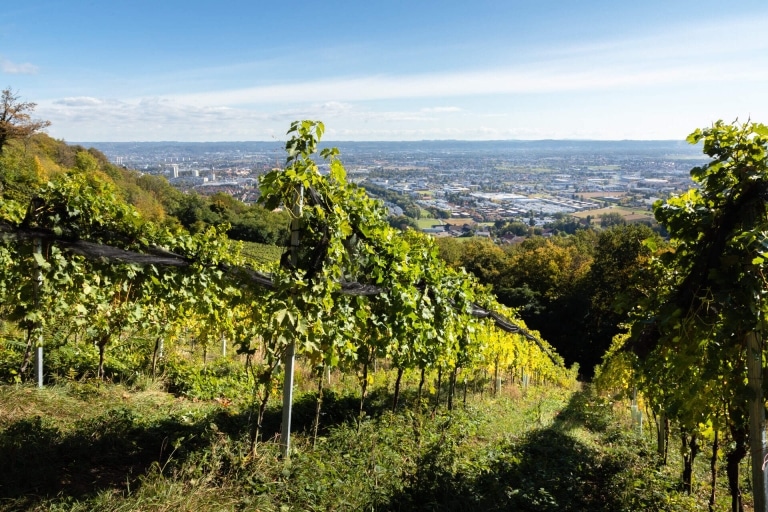 Weingärten über Graz